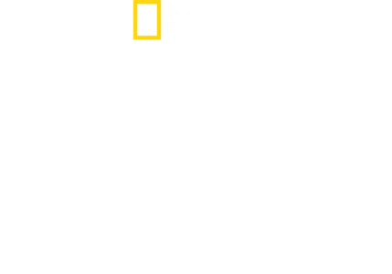 直击鲨鱼攻击