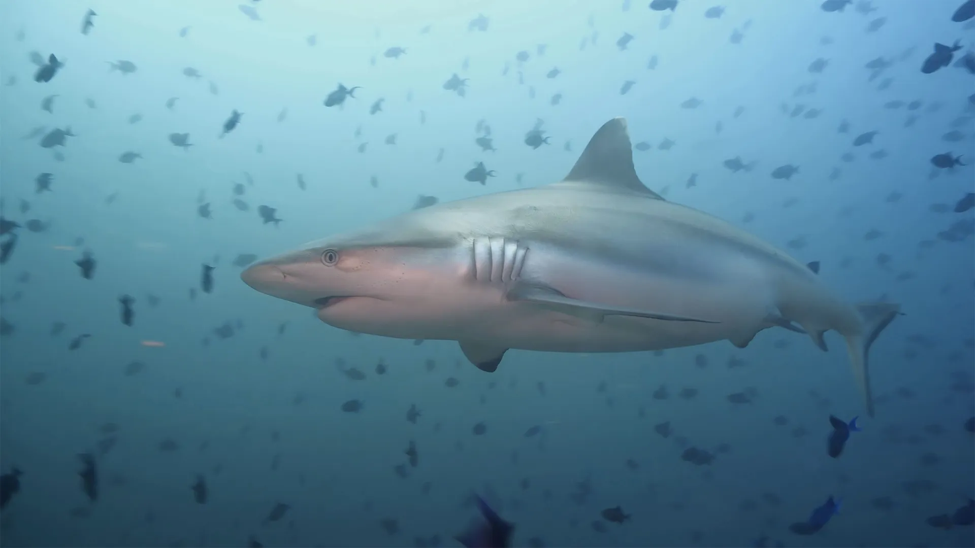 thumbnail - S1:E6 Shark Dentist