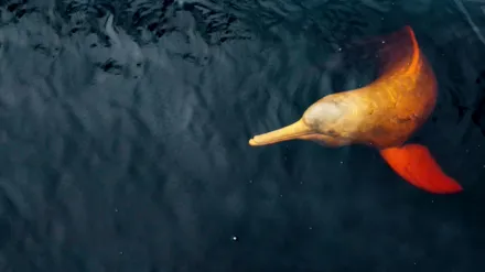 Südamerikas tierische Freaks