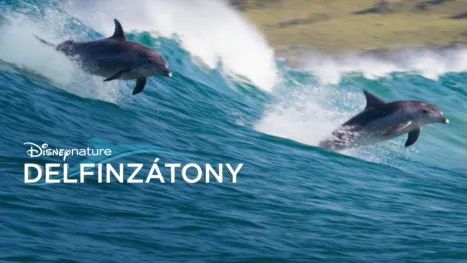 thumbnail - Delfinzátony