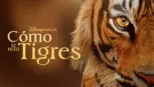 thumbnail - El resurgir de los tigres
