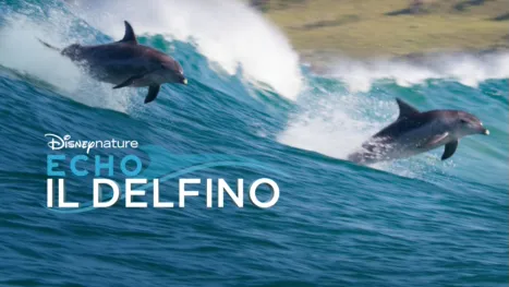 thumbnail - Echo, il delfino