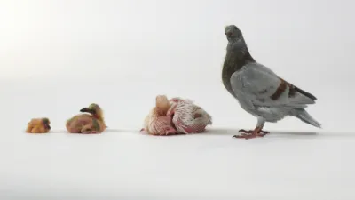 thumbnail - S1:E3 Pigeon Genius