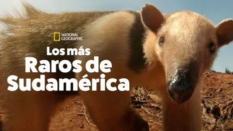 thumbnail - Los más raros de Sudamérica