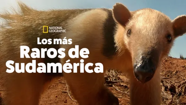 thumbnail - Los más raros de Sudamérica