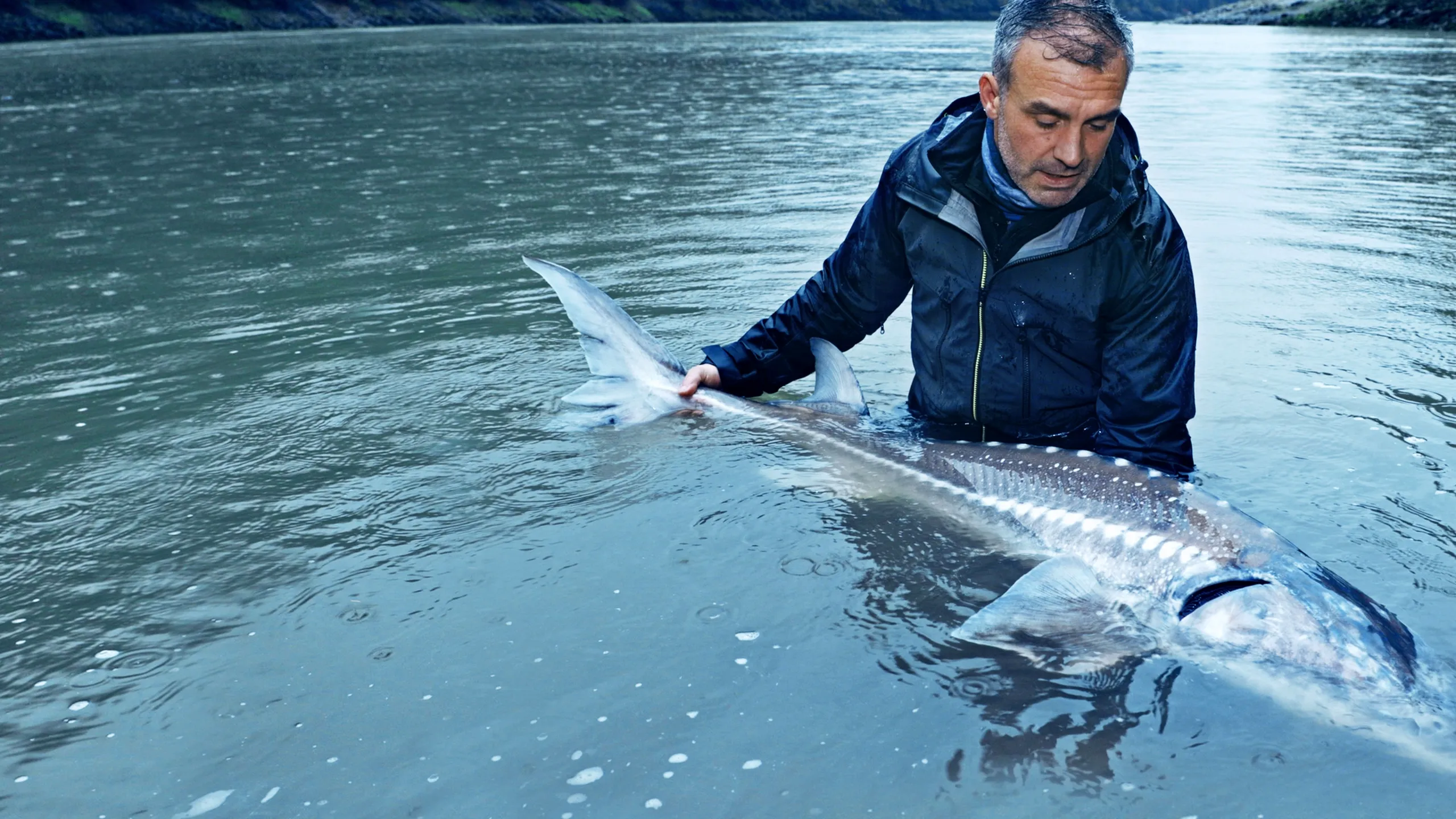 Last of the Giants: Wild Fish