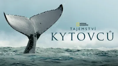 Tajemství kytovců
