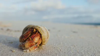 thumbnail - S1:E2 House Hunting Hermit Crabs
