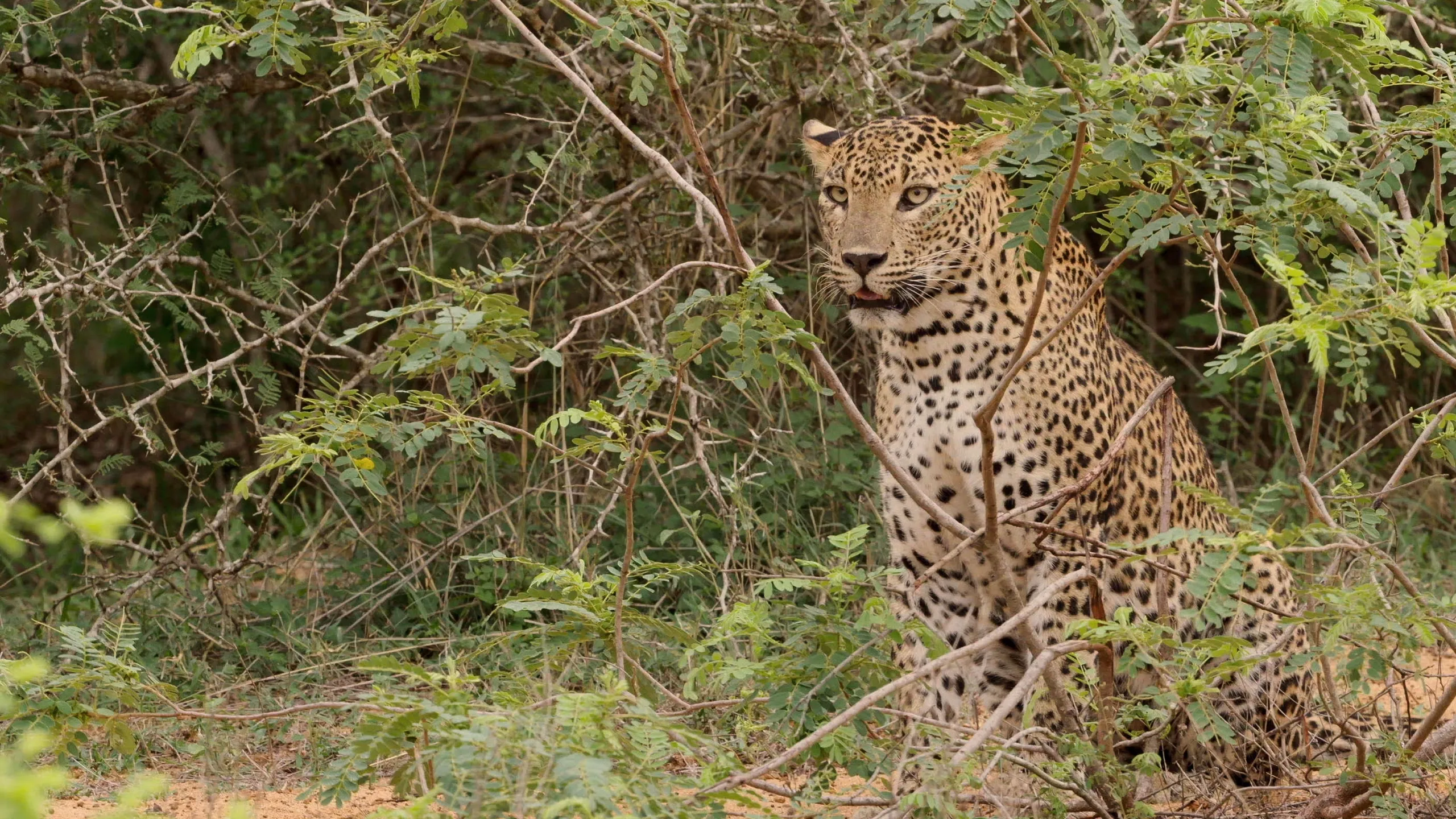 Sri Lanka: Leopard Dynasty