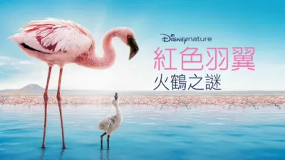 紅色羽翼：火鶴之謎