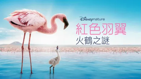thumbnail - 紅色羽翼：火鶴之謎