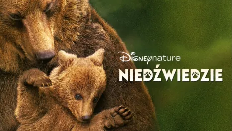 thumbnail - Niedźwiedzie