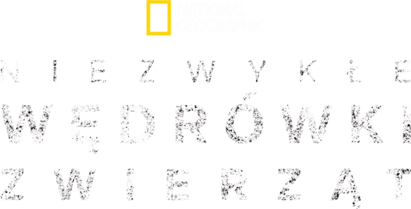 Niezwykłe wędrówki zwierząt