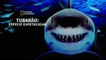 thumbnail - Tubarão: Espécie Espetacular