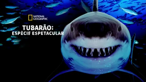 thumbnail - Tubarão: Espécie Espetacular