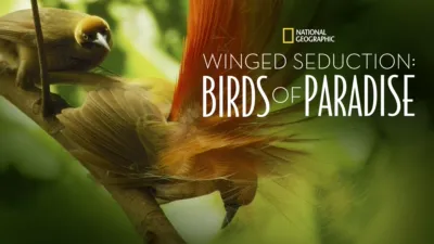 Winged Seduction: Birds of Paradise