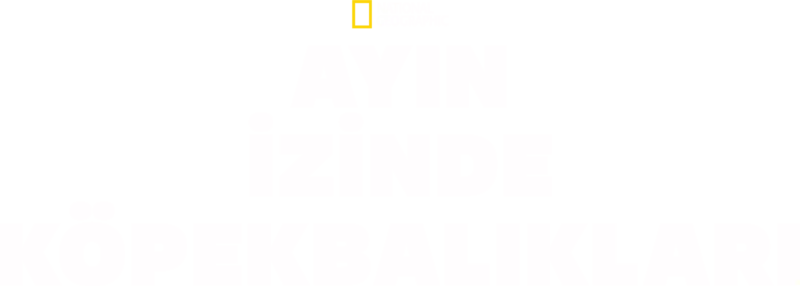 Ayın İzinde Köpekbalıkları
