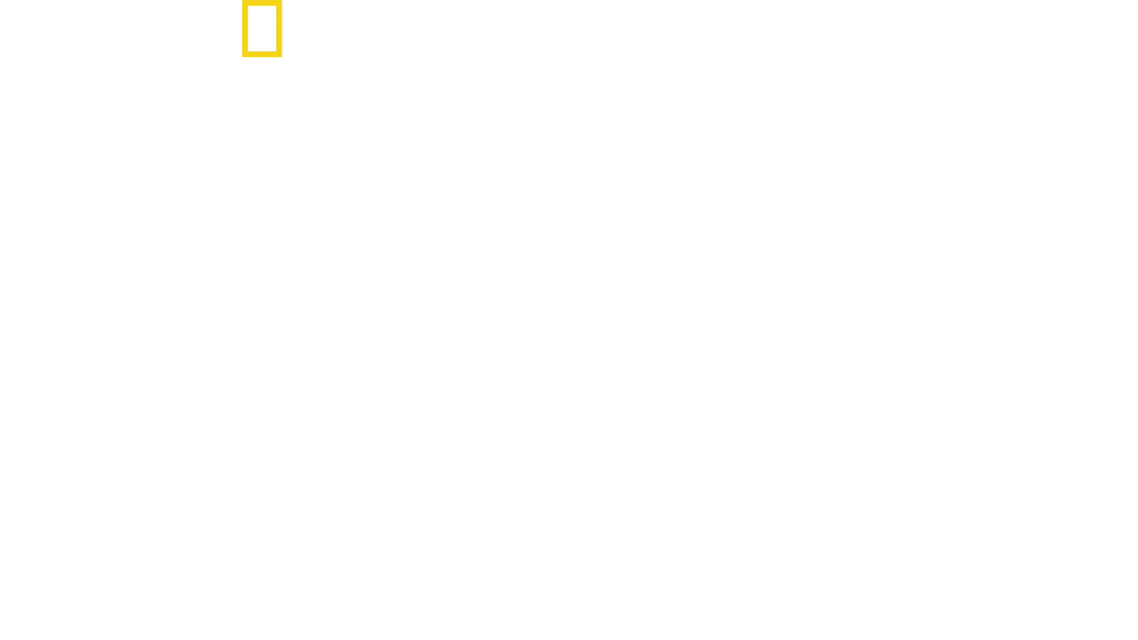 虎鯨對上大白鯊