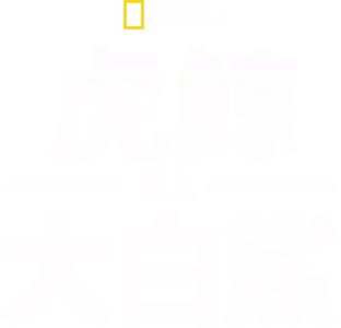 虎鯨對上大白鯊