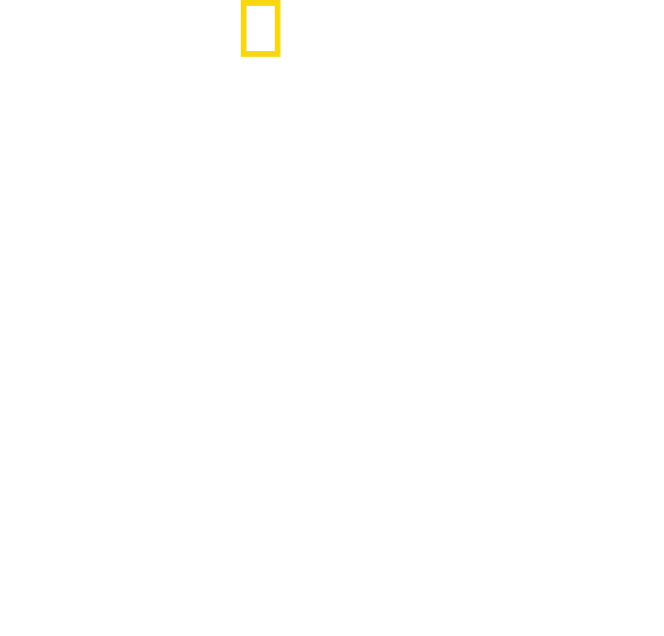 虎鯨對上大白鯊