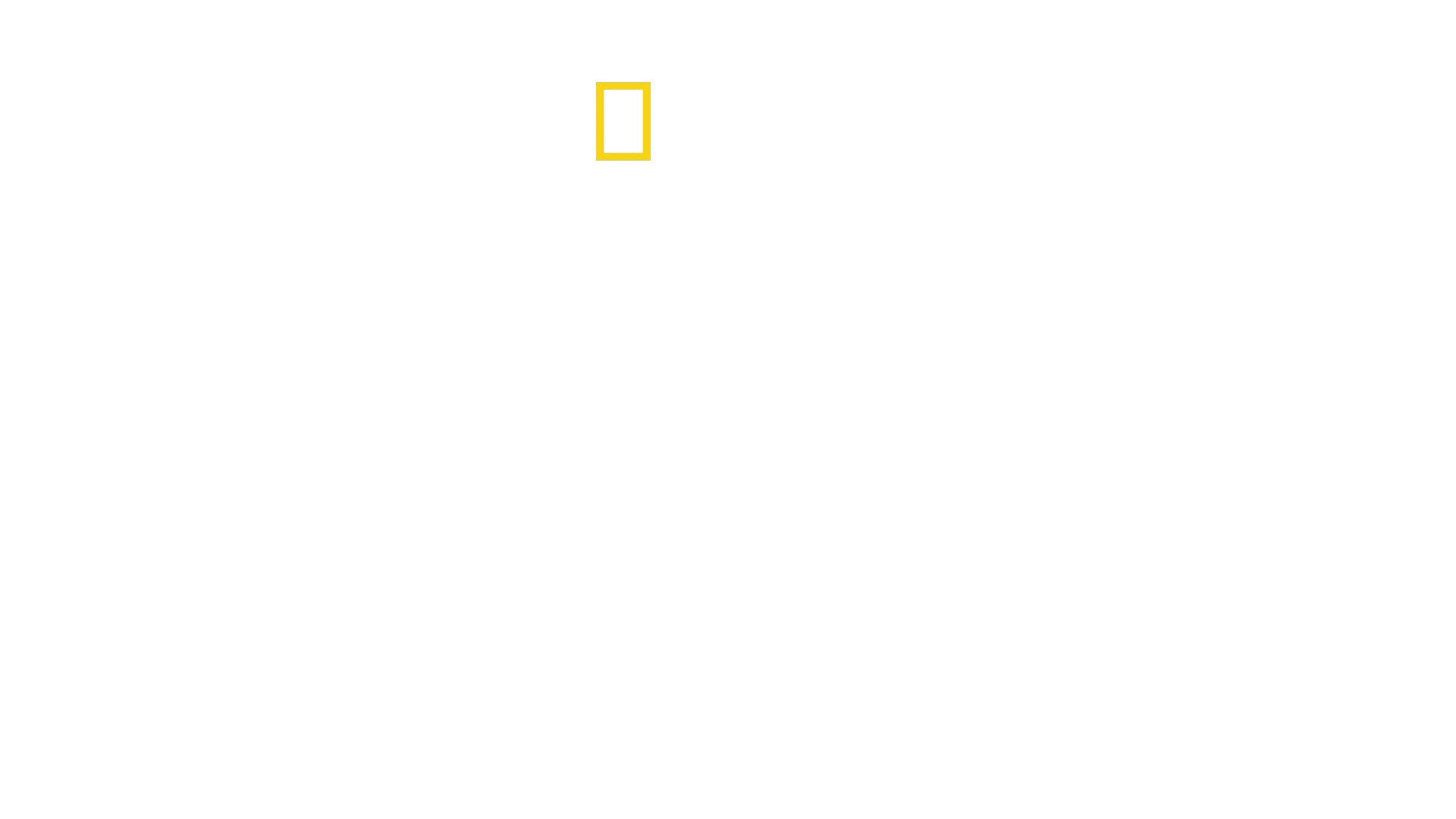 El show del gran tiburón