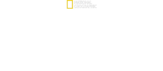 El show del gran tiburón