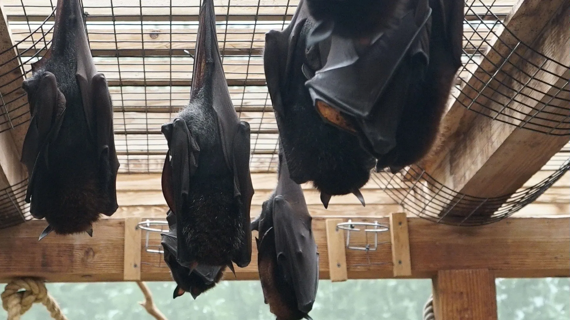 thumbnail - S5:E4 Holey Batwings