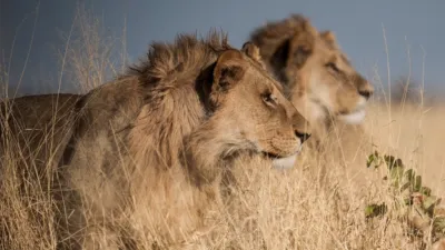 thumbnail - S1:E1 Battle for the Pride