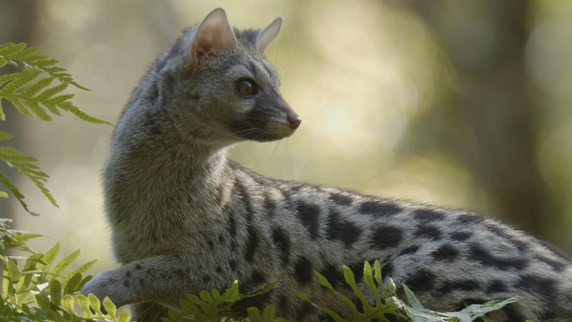 thumbnail - S1：第2話「イベリア」