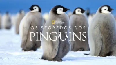 Os Segredos dos Pinguins