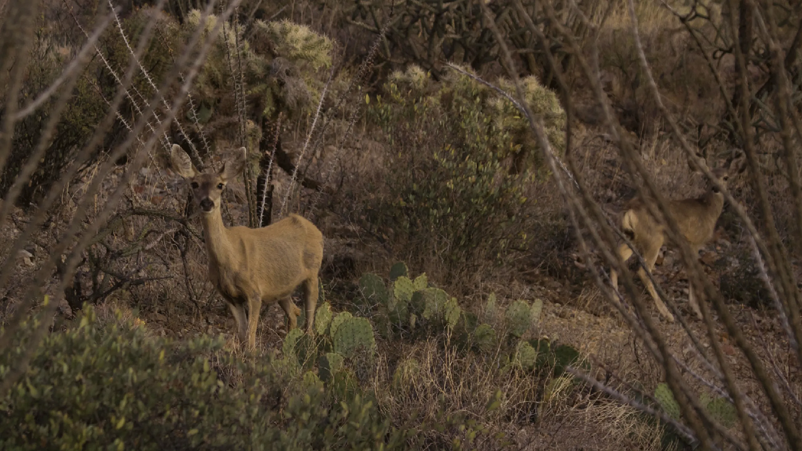 thumbnail - S1:E6 Saguaro