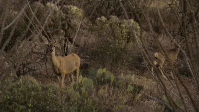 thumbnail - S1:E6 Saguaro