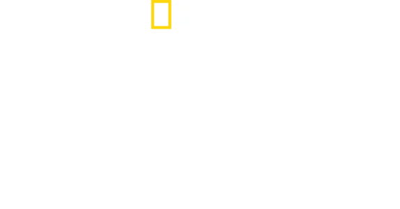 鯊魚海豚浴血戰