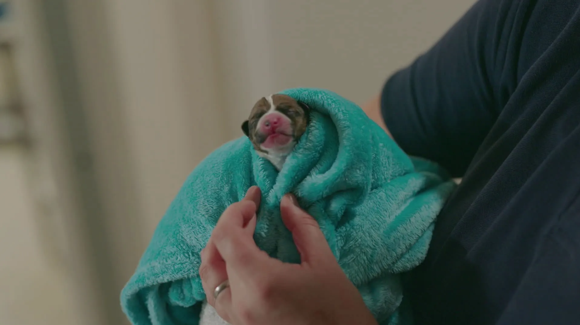 thumbnail - S1:E4 Pups A-Plenty and Chicks A-Laying