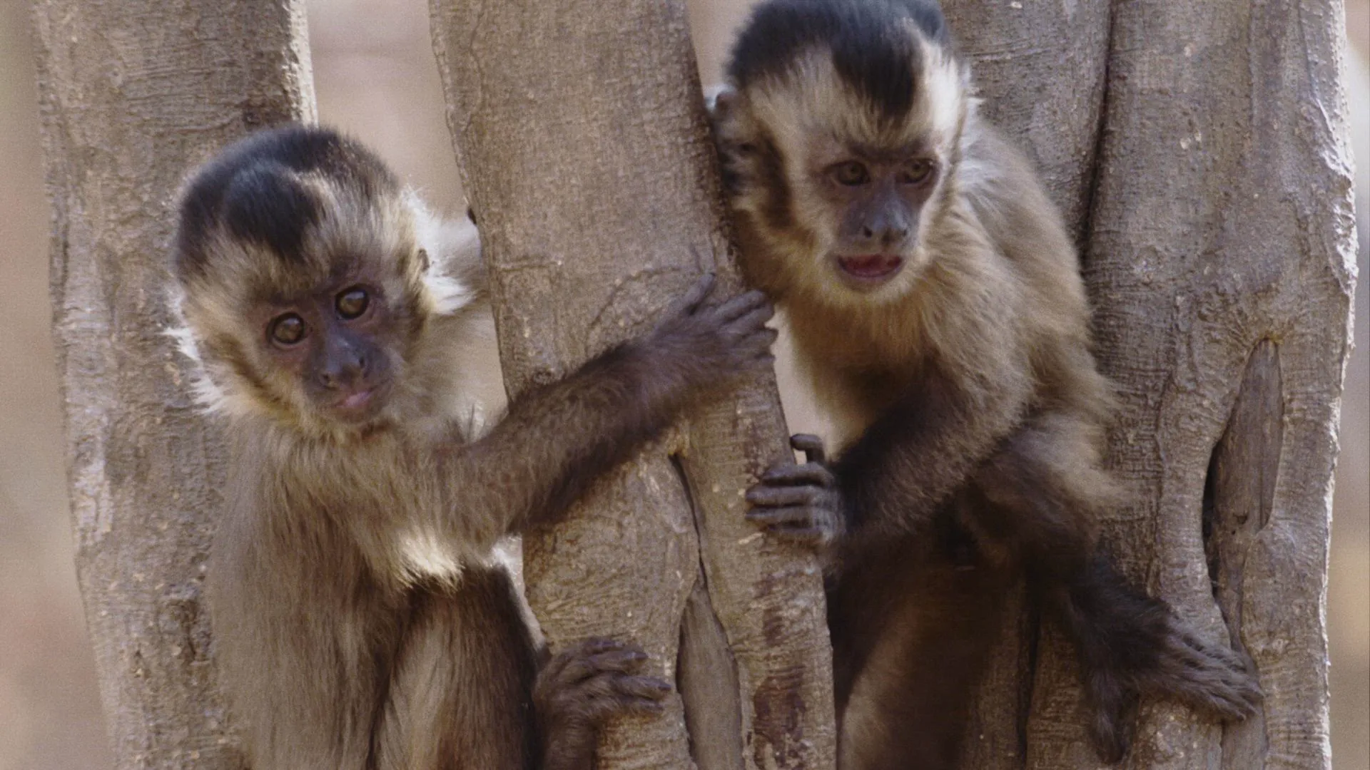 thumbnail - S2:E15 Unexpected Spectacles