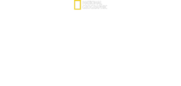 Altædende hajer