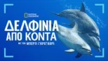 thumbnail - Δελφίνια από Κοντά, με τον Μπέρτι Γκρέγκορι