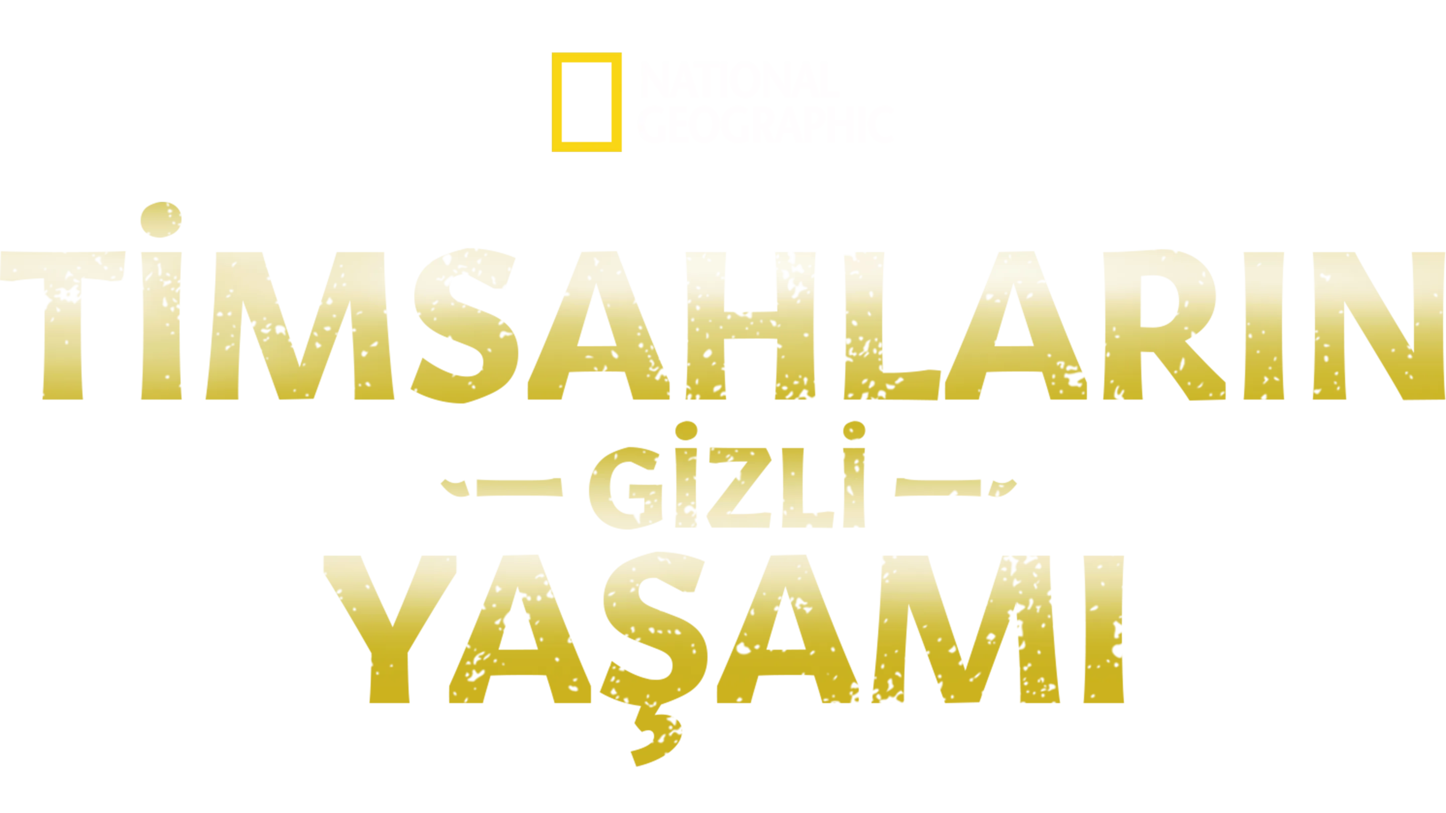 Timsahların Gizli Yaşamı