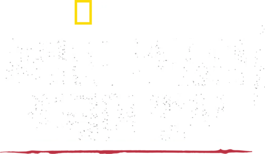 헤이즌 아델의 정글의 법칙