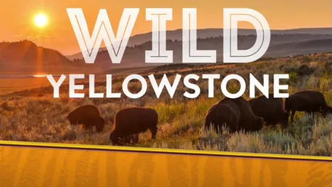 thumbnail - Destination Wild: Yellowstone