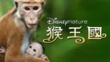 thumbnail - 猴王國
