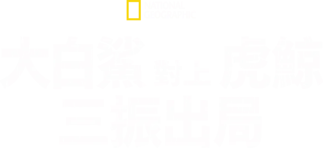 大白鯊對上虎鯨：三振出局