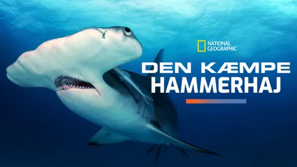 thumbnail - Den kæmpe hammerhaj