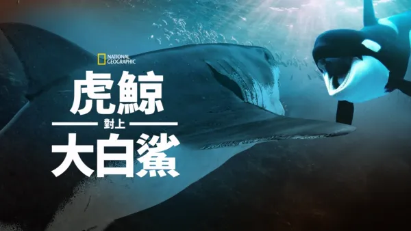 thumbnail - 虎鯨對上大白鯊