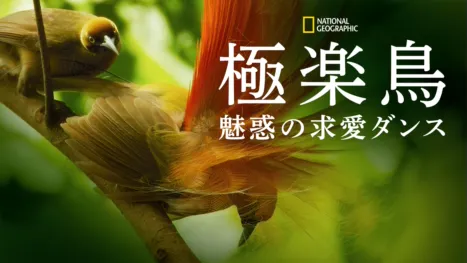 thumbnail - 極楽鳥～魅惑の求愛ダンス