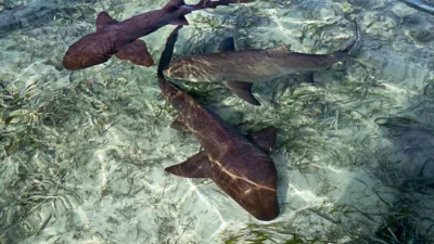 thumbnail - S2:E3 Food Fight