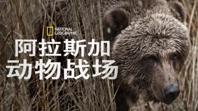 阿拉斯加动物战场