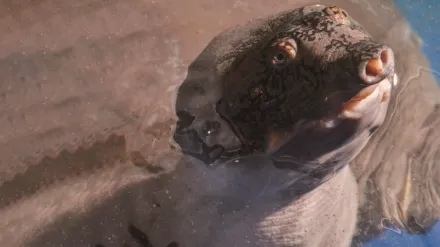 Turtle Hero: Ein Leben Fur Die Schildkroten