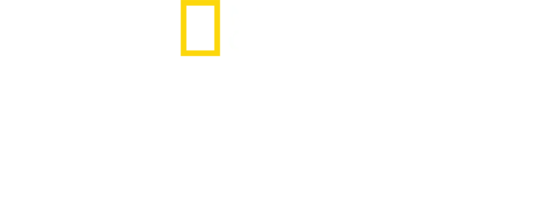 鲨鱼与鲔鱼