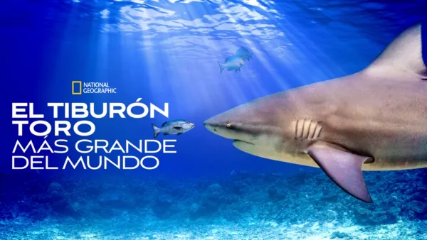 thumbnail - El tiburón toro más grande del mundo